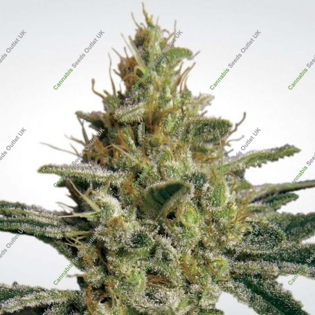 Allkush Feminized Marijuana Strain by Paradise Seeds For Sale Online at Cannabis Seeds Outlet
