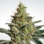 Allkush Feminized Marijuana Strain by Paradise Seeds For Sale Online at Cannabis Seeds Outlet