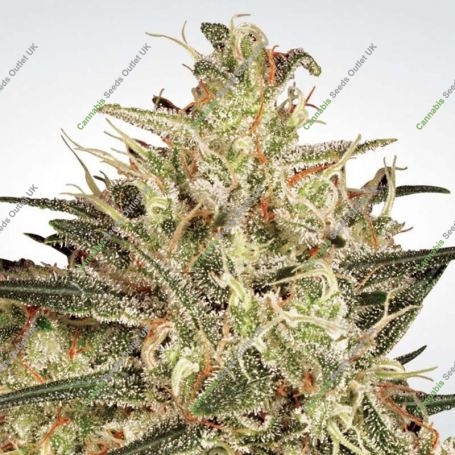 Atomical Haze Feminized Marijuana Strain by Paradise Seeds For Sale Online at Cannabis Seeds Outlet