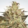 Atomical Haze Feminized Marijuana Strain by Paradise Seeds For Sale Online at Cannabis Seeds Outlet