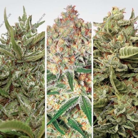 Auto Collection Pack No.1 Marijuana Strain by Paradise Seeds For Sale Online at Cannabis Seeds Outlet