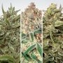 Auto Collection Pack No.1 Marijuana Strain by Paradise Seeds For Sale Online at Cannabis Seeds Outlet