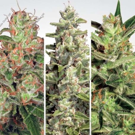 Auto Collection Pack No.2 Marijuana Strain by Paradise Seeds For Sale Online at Cannabis Seeds Outlet