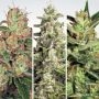 Auto Collection Pack No.2 Marijuana Strain by Paradise Seeds For Sale Online at Cannabis Seeds Outlet