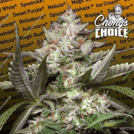 Kong 4 Auto Feminized Marijuana Strain by Paradise Seeds For Sale Online at Cannabis Seeds Outlet