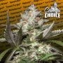 Kong 4 Auto Feminized Marijuana Strain by Paradise Seeds For Sale Online at Cannabis Seeds Outlet