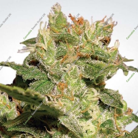 Jack Automatic Feminized Marijuana Strain by Paradise Seeds For Sale Online at Cannabis Seeds Outlet