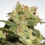 Jack Automatic Feminized Marijuana Strain by Paradise Seeds For Sale Online at Cannabis Seeds Outlet