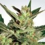 Automaria II Feminized Marijuana Strain by Paradise Seeds For Sale Online at Cannabis Seeds Outlet
