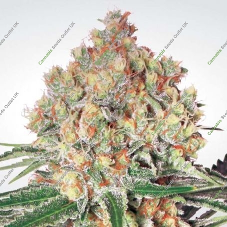 Wappa Automatic Feminized Marijuana Strain by Paradise Seeds For Sale Online at Cannabis Seeds Outlet