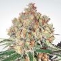 Wappa Automatic Feminized Marijuana Strain by Paradise Seeds For Sale Online at Cannabis Seeds Outlet