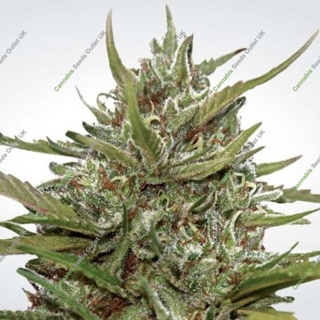 Whiteberry Auto Feminized Marijuana Strain by Paradise Seeds For Sale Online at Cannabis Seeds Outlet