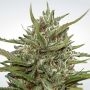 Whiteberry Auto Feminized Marijuana Strain by Paradise Seeds For Sale Online at Cannabis Seeds Outlet