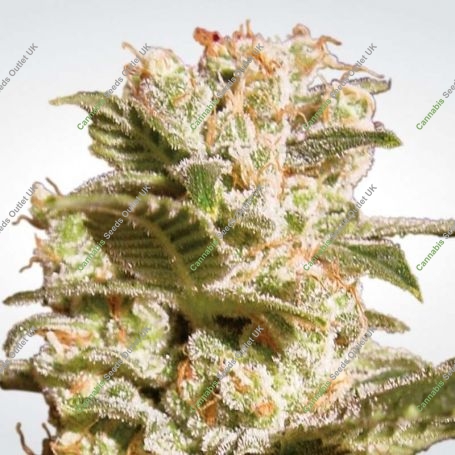 Belladonna Feminized Marijuana Strain by Paradise Seeds For Sale Online at Cannabis Seeds Outlet