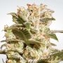 Belladonna Feminized Marijuana Strain by Paradise Seeds For Sale Online at Cannabis Seeds Outlet
