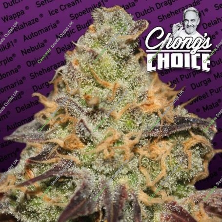 Blue Kush Berry Feminized Marijuana Strain by Paradise Seeds For Sale Online at Cannabis Seeds Outlet