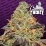 Blue Kush Berry Feminized Marijuana Strain by Paradise Seeds For Sale Online at Cannabis Seeds Outlet
