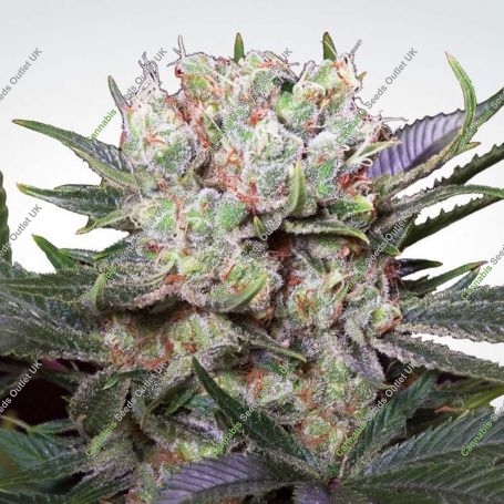 California Gold Feminized Marijuana Strain by Paradise Seeds For Sale Online at Cannabis Seeds Outlet