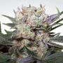 California Gold Feminized Marijuana Strain by Paradise Seeds For Sale Online at Cannabis Seeds Outlet