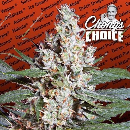 LA Amnesia Feminized Marijuana Strain by Paradise Seeds For Sale Online at Cannabis Seeds Outlet