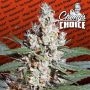 LA Amnesia Feminized Marijuana Strain by Paradise Seeds For Sale Online at Cannabis Seeds Outlet
