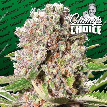 Mendocino Skunk Feminized Marijuana Strain by Paradise Seeds For Sale Online at Cannabis Seeds Outlet