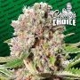 Mendocino Skunk Feminized Marijuana Strain by Paradise Seeds For Sale Online at Cannabis Seeds Outlet
