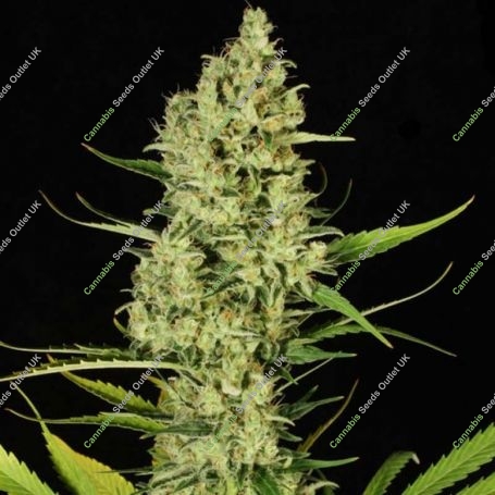 Delahaze Feminized Marijuana Strain by Paradise Seeds For Sale Online at Cannabis Seeds Outlet