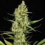 Delahaze Feminized Marijuana Strain by Paradise Seeds For Sale Online at Cannabis Seeds Outlet