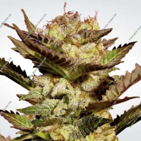 Durga Mata Feminized Marijuana Strain by Paradise Seeds For Sale Online at Cannabis Seeds Outlet