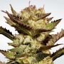 Durga Mata Feminized Marijuana Strain by Paradise Seeds For Sale Online at Cannabis Seeds Outlet