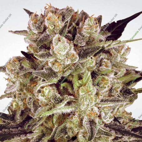 Durga Mata II CBD Feminized Marijuana Strain by Paradise Seeds For Sale Online at Cannabis Seeds Outlet