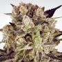 Durga Mata II CBD Feminized Marijuana Strain by Paradise Seeds For Sale Online at Cannabis Seeds Outlet