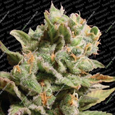 Dutch Dragon Feminized Marijuana Strain by Paradise Seeds For Sale Online at Cannabis Seeds Outlet
