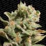 Dutch Dragon Feminized Marijuana Strain by Paradise Seeds For Sale Online at Cannabis Seeds Outlet