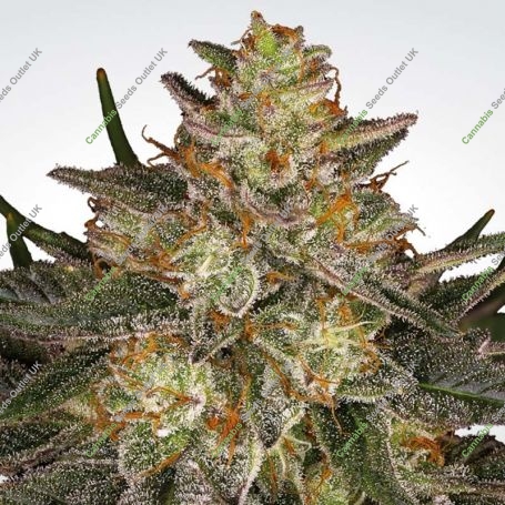 Dutch Kush Feminized Marijuana Strain by Paradise Seeds For Sale Online at Cannabis Seeds Outlet