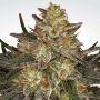 Dutch Kush Feminized Marijuana Strain by Paradise Seeds For Sale Online at Cannabis Seeds Outlet