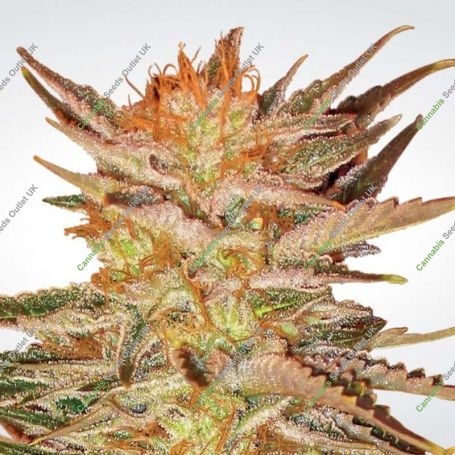 Ice Cream Feminized Marijuana Strain by Paradise Seeds For Sale Online at Cannabis Seeds Outlet