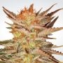 Ice Cream Feminized Marijuana Strain by Paradise Seeds For Sale Online at Cannabis Seeds Outlet