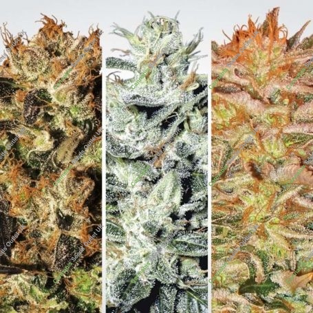 Indica Mixed Champions Feminized Marijuana Strain by Paradise Seeds For Sale Online at Cannabis Seeds Outlet