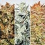 Indica Mixed Champions Feminized Marijuana Strain by Paradise Seeds For Sale Online at Cannabis Seeds Outlet