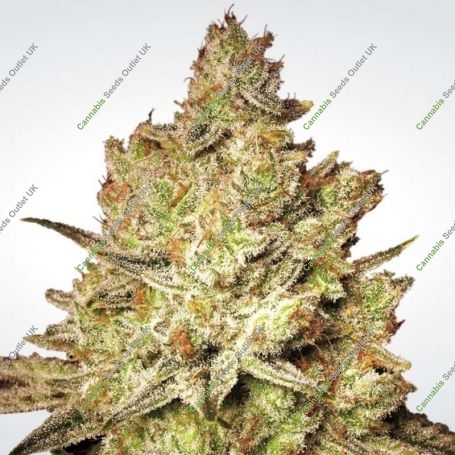Jacky Marijuana Strain by Paradise Seeds For Sale Online at Cannabis Seeds Outlet