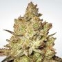 Jacky Marijuana Strain by Paradise Seeds For Sale Online at Cannabis Seeds Outlet