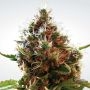 Lucid Bolt Feminized Marijuana Strain by Paradise Seeds For Sale Online at Cannabis Seeds Outlet