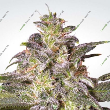 Magic Bud Feminized Marijuana Strain by Paradise Seeds For Sale Online at Cannabis Seeds Outlet