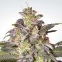Magic Bud Feminized Marijuana Strain by Paradise Seeds For Sale Online at Cannabis Seeds Outlet