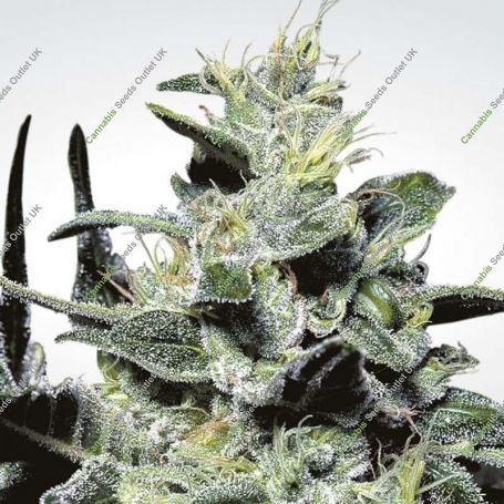 Nebula Feminized Marijuana Strain by Paradise Seeds For Sale Online at Cannabis Seeds Outlet