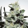 Nebula Feminized Marijuana Strain by Paradise Seeds For Sale Online at Cannabis Seeds Outlet