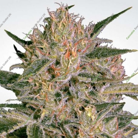 Nebula II CBD Feminized Marijuana Strain by Paradise Seeds For Sale Online at Cannabis Seeds Outlet