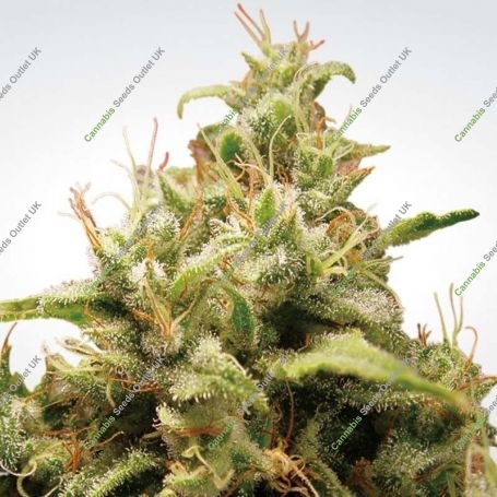 Opium Feminized Marijuana Strain by Paradise Seeds For Sale Online at Cannabis Seeds Outlet